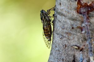 Cicadas do damage trees. But how much is a different story.